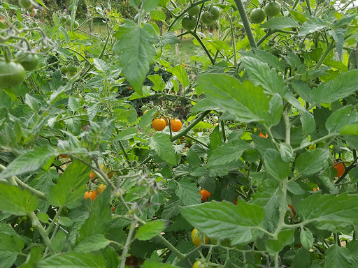 Orchard «Riamede Farm», reviews and photos, 122 Oakdale Rd, Chester, NJ 07930, USA