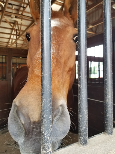 Gift Shop «Hidden Spring Lavender Farm and Gift Shoppe», reviews and photos, 890 Belle Mead-Blawenburg Rd, Skillman, NJ 08558, USA