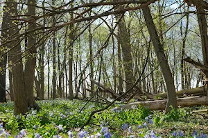 O'Hara Woods Preserve image