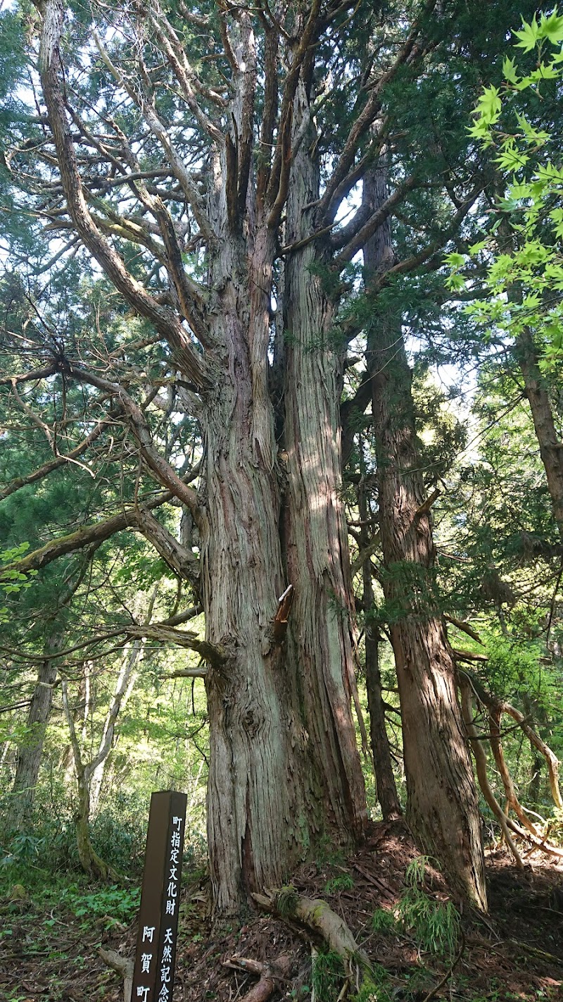 山の神杉