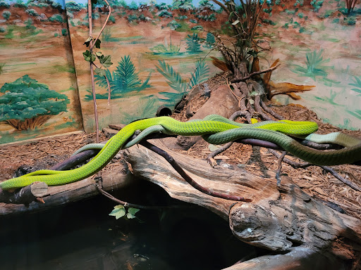 Zoo «Alligator Adventure», reviews and photos, 4604 Hwy 17 S, North Myrtle Beach, SC 29582, USA