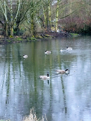 Park «Marymoor Park», reviews and photos, 6046 West Lake Sammamish Pkwy NE, Redmond, WA 98052, USA