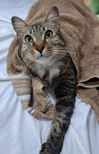 Veterinário Domiciliar Drpetdomiciliar (Pirajuvet) em Embu das Artes - SP