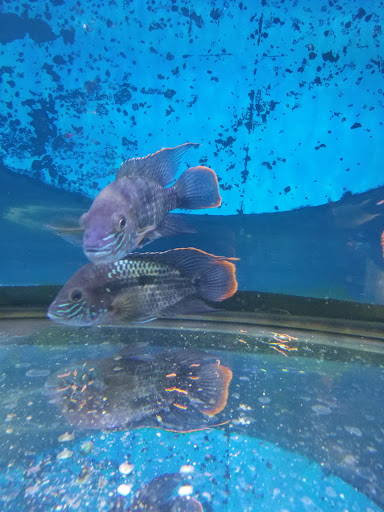 Aquarium «1st Class Aquarium», reviews and photos, 1167 Bay St, Staten Island, NY 10305, USA