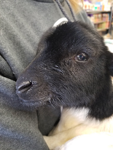 Pet Supply Store «Western Ranch & Pet Supply», reviews and photos, 103 Aegean Way, Vacaville, CA 95687, USA