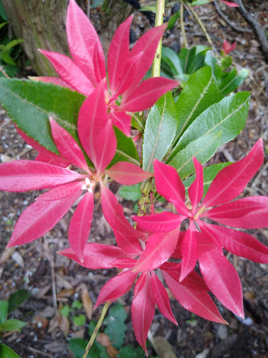 Park «Kenilworth Park», reviews and photos, SE Holgate Blvd & Southeast 34th Avenue, Portland, OR 97202, USA