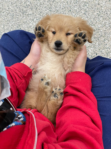 Pet Store «Animal Kingdom», reviews and photos, 5000 S Arizona Mills Cir, Tempe, AZ 85282, USA