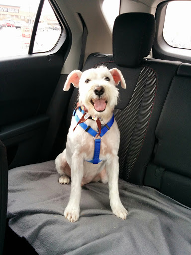 Pet Supply Store «Petco Animal Supplies», reviews and photos, 8404 Eager Rd b, Brentwood, MO 63144, USA