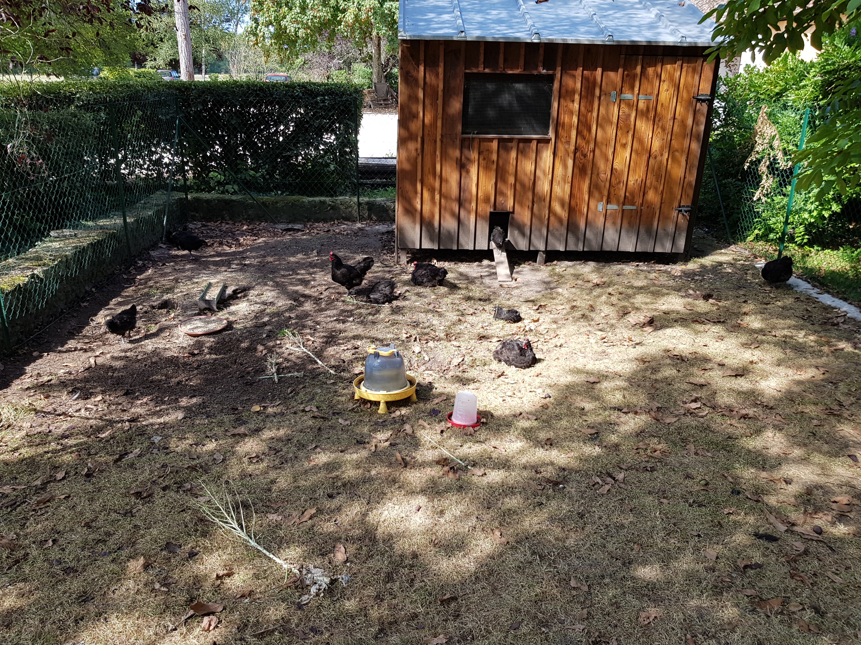 Photo n° 18 de l'avis de dragon. fait le 06/10/2018 à 13:05