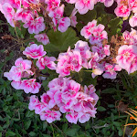 Photo n°3 de l'avis de eugenio.t fait le 27/05/2023 à 15:33 sur le  Hotel Parco delle Agavi à Forio