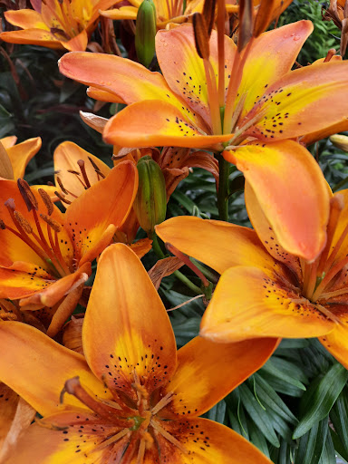 Home Improvement Store «The Home Depot», reviews and photos, 660 Twelve Mile Rd, Madison Heights, MI 48071, USA