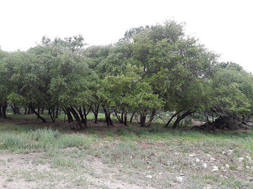Tourist Attraction «Inner Space Cavern», reviews and photos, 4200 I-35, Georgetown, TX 78626, USA