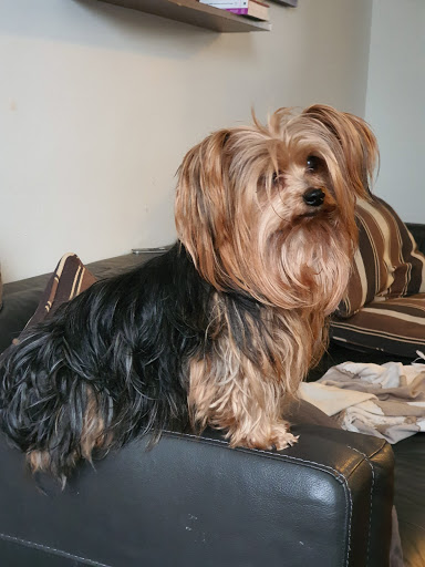 Pet Supply Store «PetSmart», reviews and photos, 540 New York Ave, Lyndhurst, NJ 07071, USA