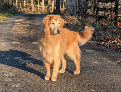 Pet Supply Store «Animal Connection LLC», reviews and photos, 1701 Allied St, Charlottesville, VA 22903, USA