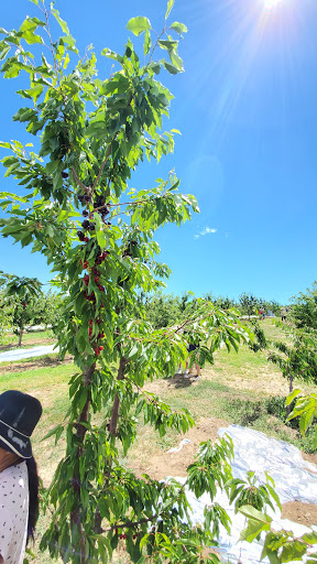 Produce Market «Washington Fruit Place At Barrett Orchards», reviews and photos, 1209 Pecks Canyon Rd, Yakima, WA 98908, USA