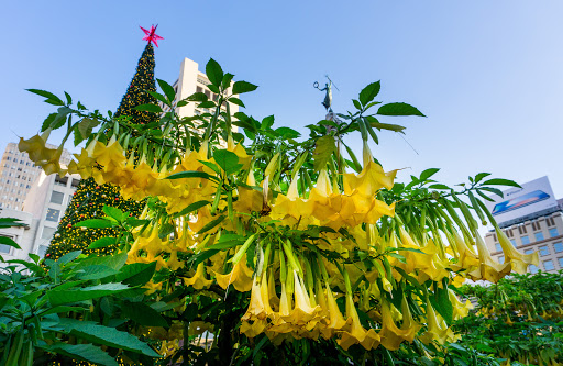 Shopping Mall «Union Square, San Francisco», reviews and photos, 333 Post St, San Francisco, CA 94108, USA