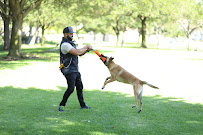 Obey My Commands Dog Training - Photo 3 - Car repair in , Irvine