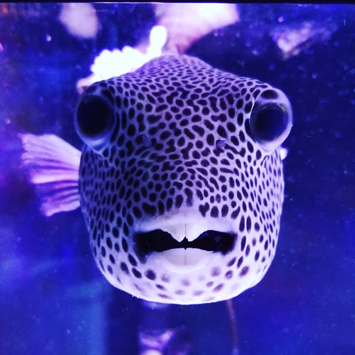 Aquarium «Marine EXTREMES», reviews and photos, 6257 E 21st St N, Wichita, KS 67208, USA