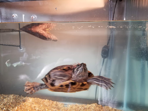 Pet Store «Fish Bowl Pets», reviews and photos, 1013 Hope St, Stamford, CT 06907, USA
