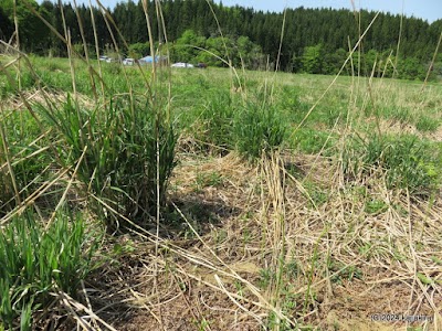 大長谷わらび園