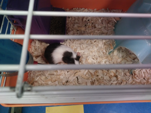 Pet Store «Petland Discounts - Paterson», reviews and photos, 128 Main St, Paterson, NJ 07505, USA