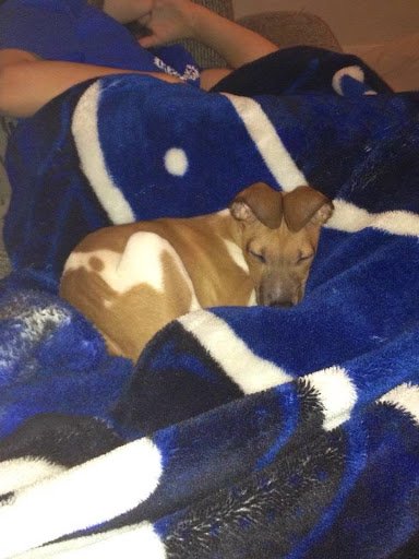 Pet Store «Just Puppies Inc», reviews and photos, 1028 York Rd, Towson, MD 21204, USA