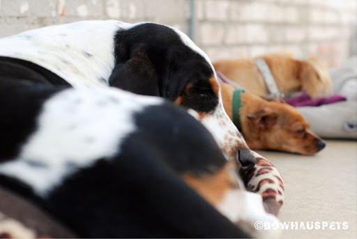 Dog Day Care Center «The Bowhaus Pet Company», reviews and photos, 2472 E Colorado Blvd, Pasadena, CA 91107, USA