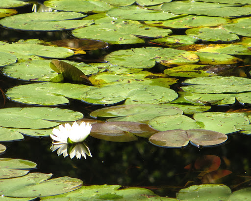 Nature Preserve «Greenbrook Nature Sanctuary», reviews and photos, Green Brook Rd, Tenafly, NJ 07670, USA