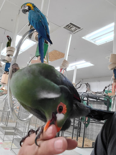 Bird Shop «Arizona Bird Store», reviews and photos, 565 S Dobson Rd, Mesa, AZ 85202, USA