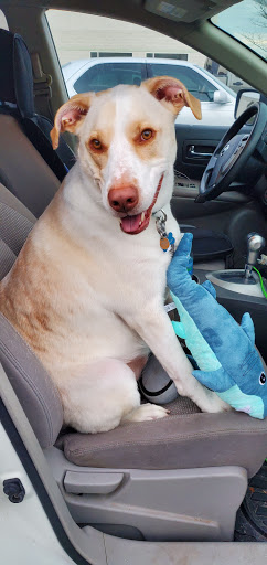 Pet Supply Store «Petco Animal Supplies», reviews and photos, 200 Center Blvd S, Christiana, DE 19702, USA