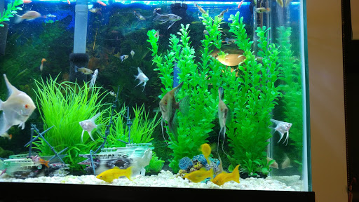 Pet Supply Store «New Lucky Fish Aquarium & Pet Supply», reviews and photos, 4818 8th Ave, Brooklyn, NY 11220, USA