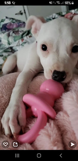 Pet Supply Store «PetSmart», reviews and photos, 11331 Causeway Blvd, Brandon, FL 33511, USA