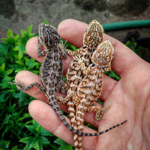 Pet Store «Gills And Thrills Pet Shop», reviews and photos, 204 E 8th St, Lockport, IL 60441, USA