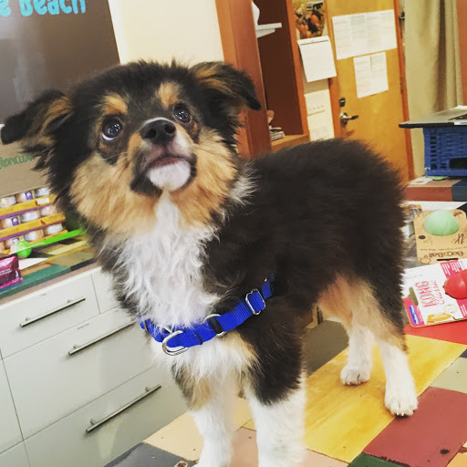 Pet Store «Four Paws on the Beach», reviews and photos, 144 Laneda Ave, Manzanita, OR 97130, USA