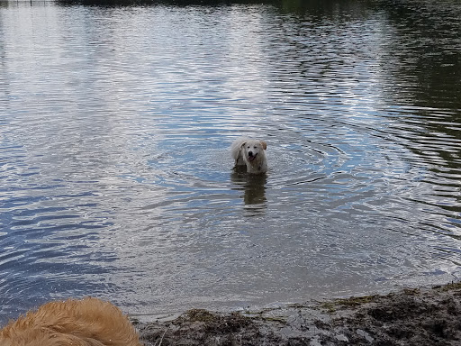 Dog Park «Beck Lake Off-Leash Dog Area», reviews and photos, 9700 Gloria Ct, Glenview, IL 60025, USA