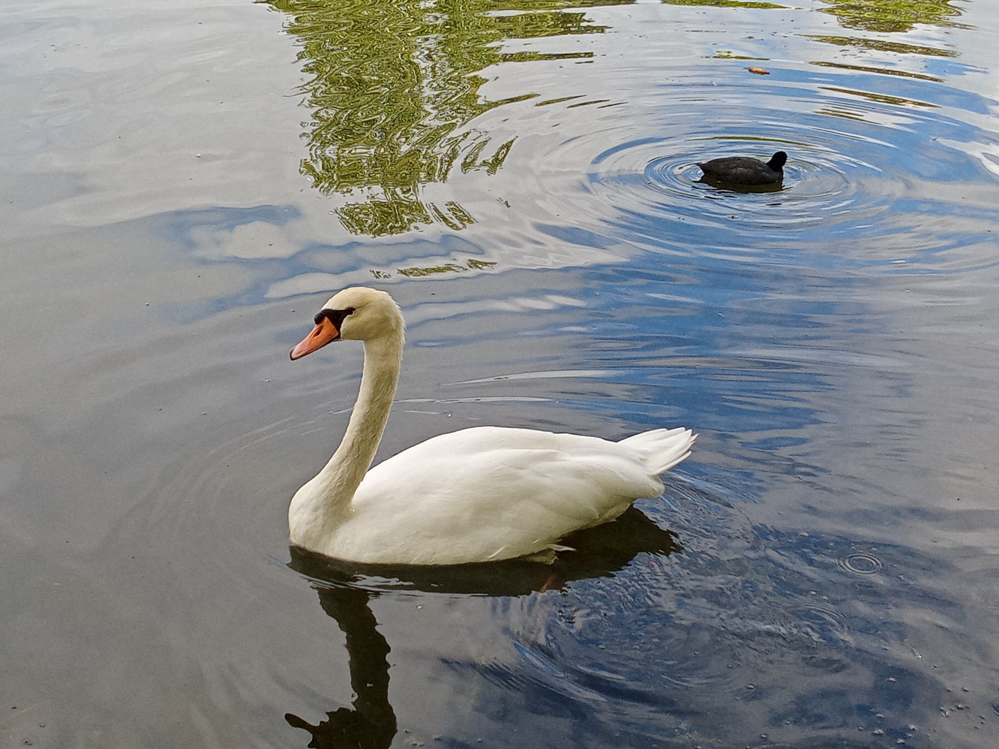Photo n° 4 de l'avis de Etoile.e fait le 31/08/2020 à 06:33