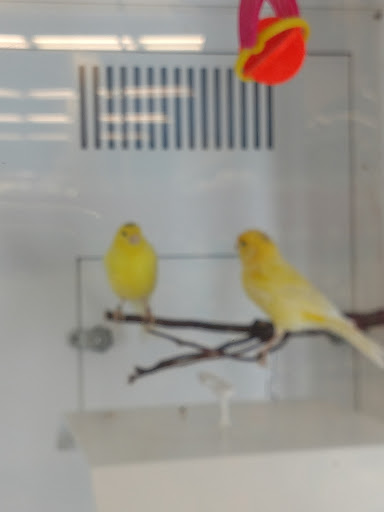 Pet Supply Store «Petco Animal Supplies», reviews and photos, 405 W Loop 281, Longview, TX 75605, USA