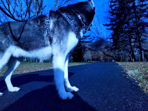 Dog Park «Brookdale Dog Park», reviews and photos, W Circuit Dr, Montclair, NJ 07043, USA