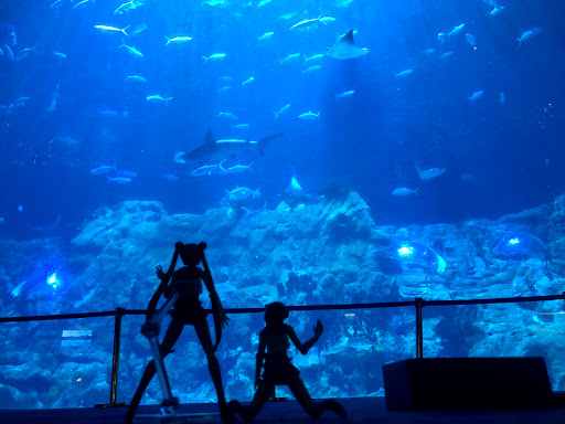 Grand Aquarium, Ocean Park Aqua City