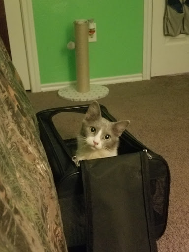 Pet Supply Store «Petco Animal Supplies», reviews and photos, 4665 Garth Rd #400, Baytown, TX 77521, USA