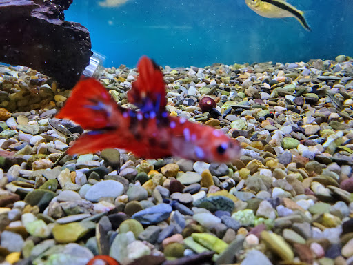 Tropical Fish Store «Aquatic Dog», reviews and photos, 7429 E Iliff Ave, Denver, CO 80231, USA