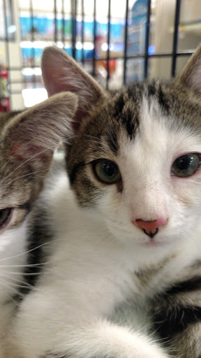 Pet Supply Store «PetSmart», reviews and photos, 8287 W Golf Rd, Niles, IL 60714, USA