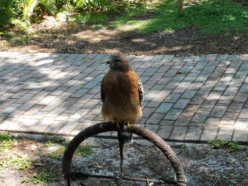 Zoo «Audubon Center for Birds of Prey», reviews and photos, 1101 Audubon Way, Maitland, FL 32751, USA