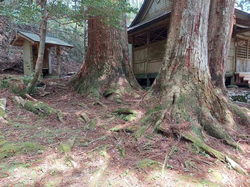 河内神社の大杉