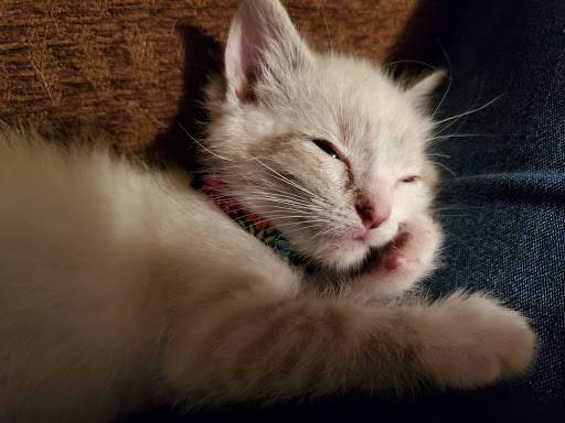 Pet Supply Store «Best Pets», reviews and photos, 905 Washington Ave, Detroit Lakes, MN 56501, USA