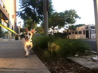 Pet Sitter Dog Waker The Dasher Dog - Photo 8 - Car repair in , Los Angeles