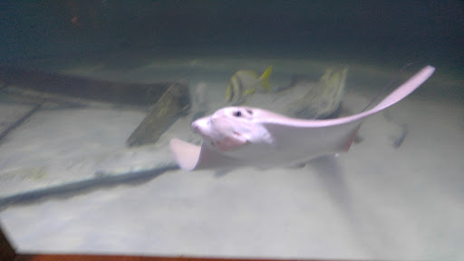 Aquarium «Atlantic City Aquarium», reviews and photos, 800 N New Hampshire Ave, Atlantic City, NJ 08401, USA