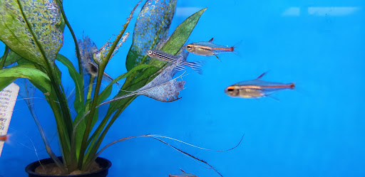 Pet Supply Store «Petco Animal Supplies», reviews and photos, 300 Hylan Dr, Rochester, NY 14623, USA