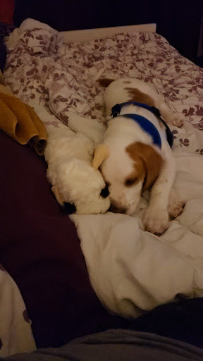 Pet Supply Store «Pet Supermarket», reviews and photos, 1070 E Hwy 50, Clermont, FL 34711, USA