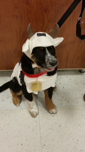 Pet Supply Store «PetSmart», reviews and photos, 7355 Market Pl Dr, Aurora, OH 44202, USA